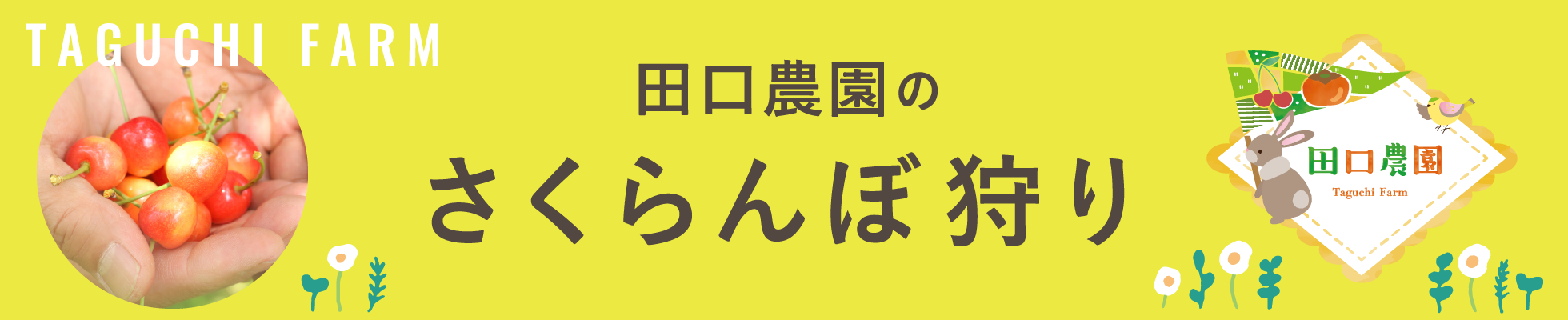 田口農園のさくらんぼ狩り